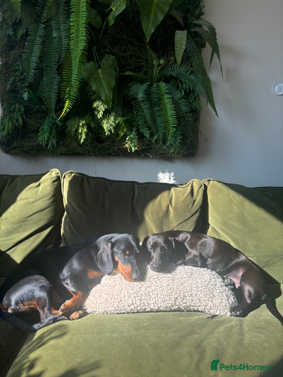 Mixed Breed dogs for sale: Miniature dachshund x cocker spaniel  - Image 8