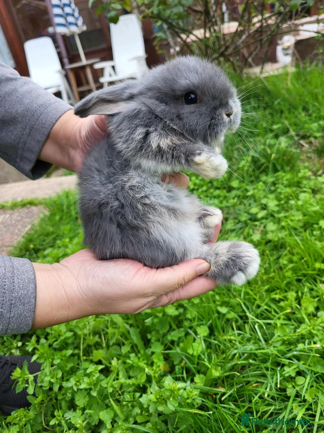 Mini Lop rabbits for sale: Mini lops - Advert 2