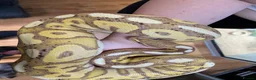 Mixed Breed reptiles for sale: 3 beautiful ball pythons 2 female one male  in Sheffield - Advert 5