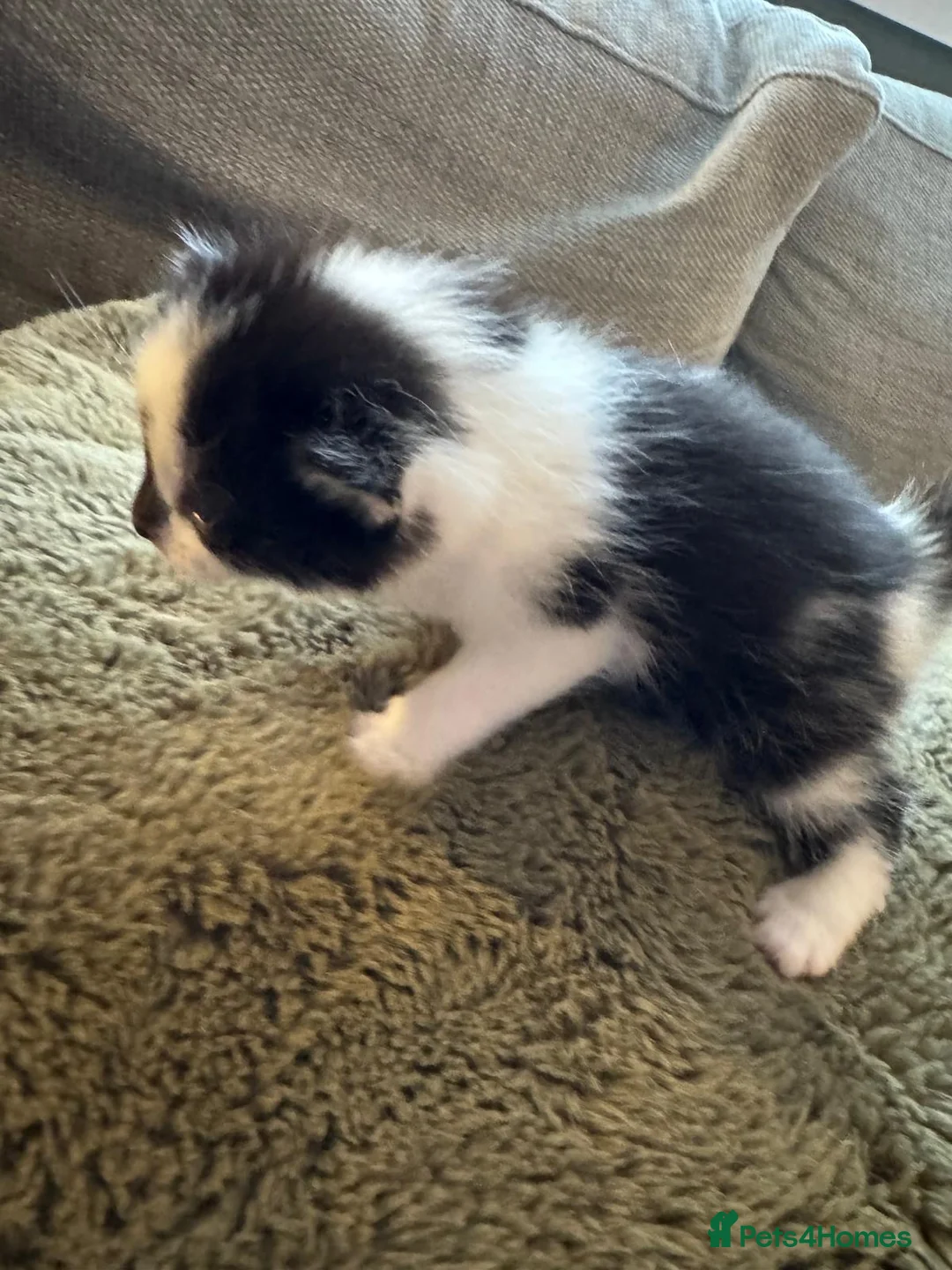 Mixed Breed cats for sale: 4 kittens looking for loving homes  - Advert 14