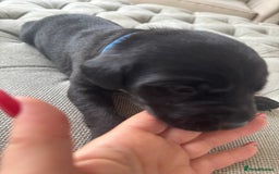 Labrador Retriever dogs for sale: Stunning homebred labs - Image 12