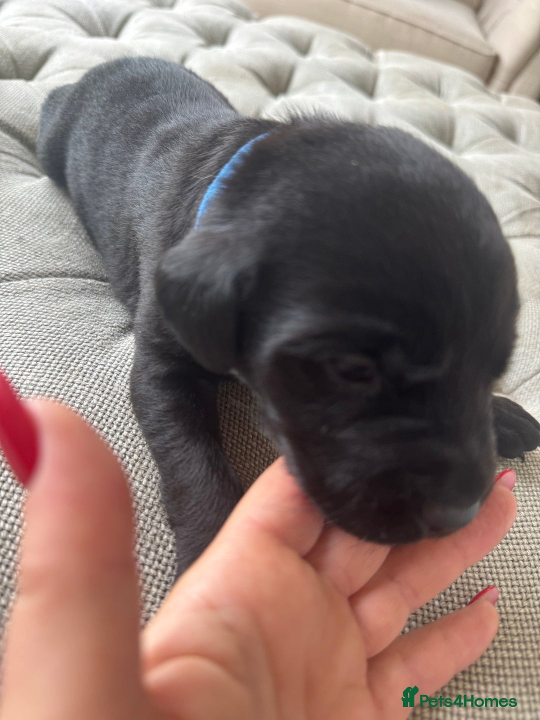 Labrador Retriever dogs for sale: Stunning homebred labs - Image 12