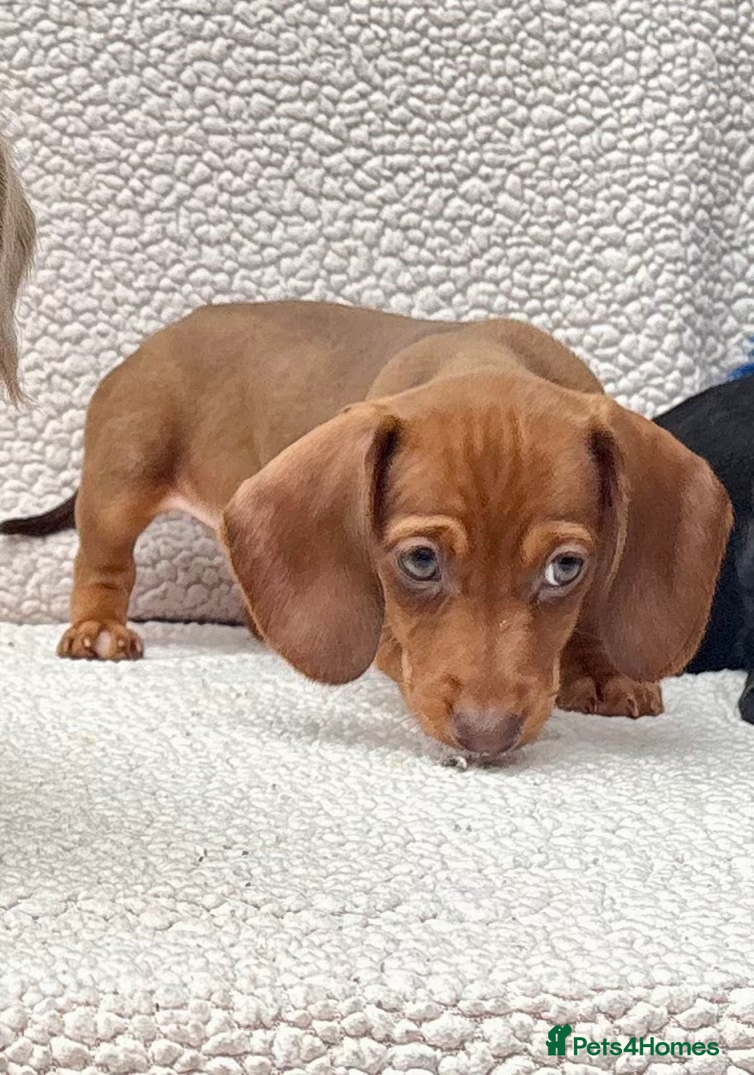 Dachshund dogs for sale: READY NOW  MINIATURE KC REG PRA CLR - Image 3