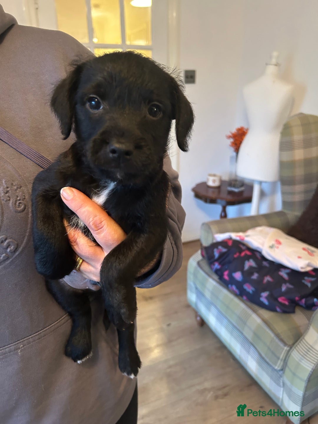 Patterdale Terrier dogs for sale: Patterdale Terrier Pups - Advert 3