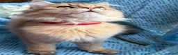 British Longhair cats for sale: British Longhair adorable golden kitten TICA - Advert 15