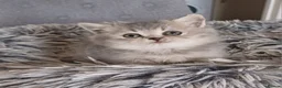 Scottish Fold cats for sale: Stunning TICA Scottish fold and straight kittens   - Advert 14