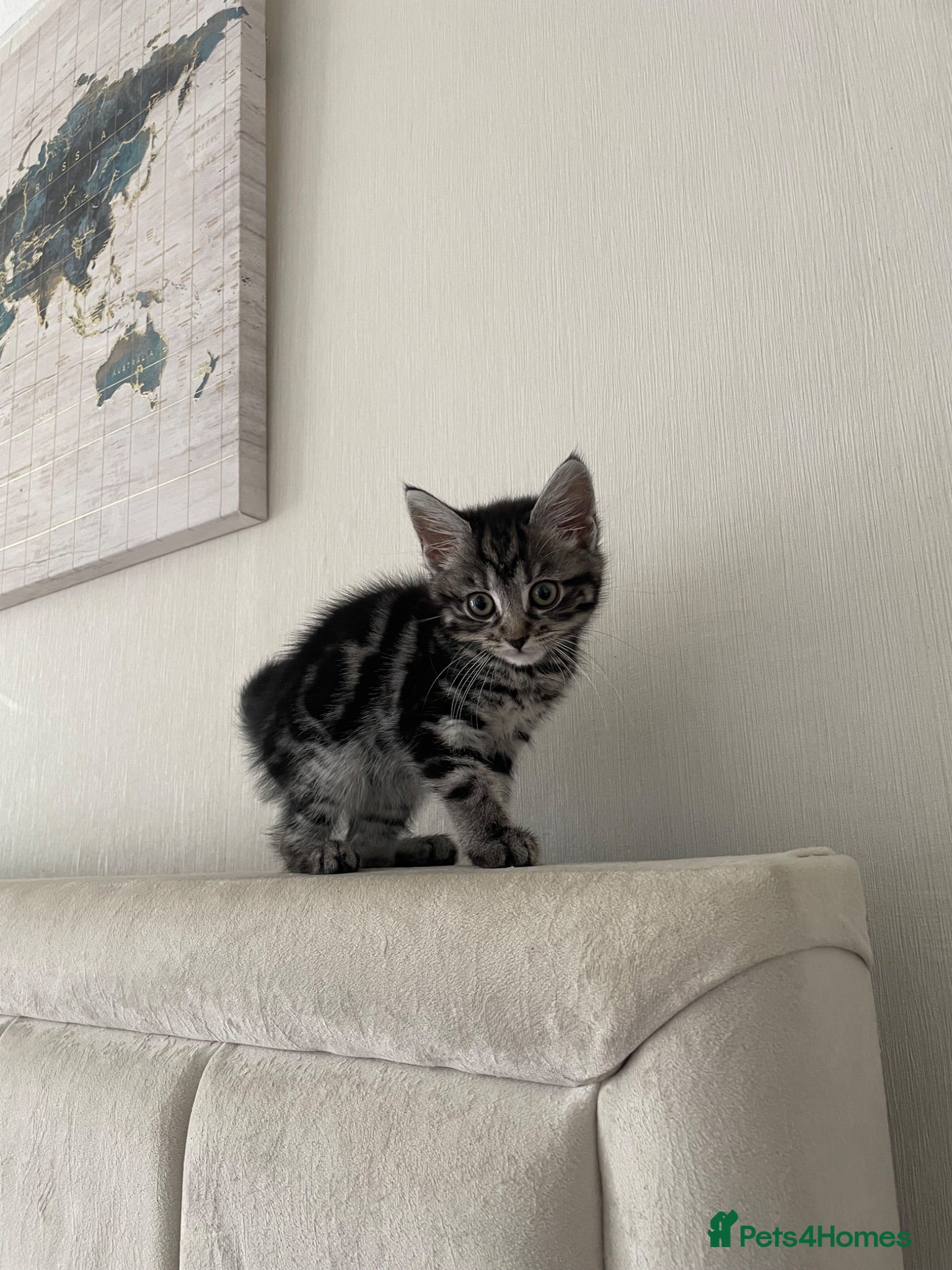 Mixed Breed cats Beautiful maine coon and marble kittens  - Advert 1