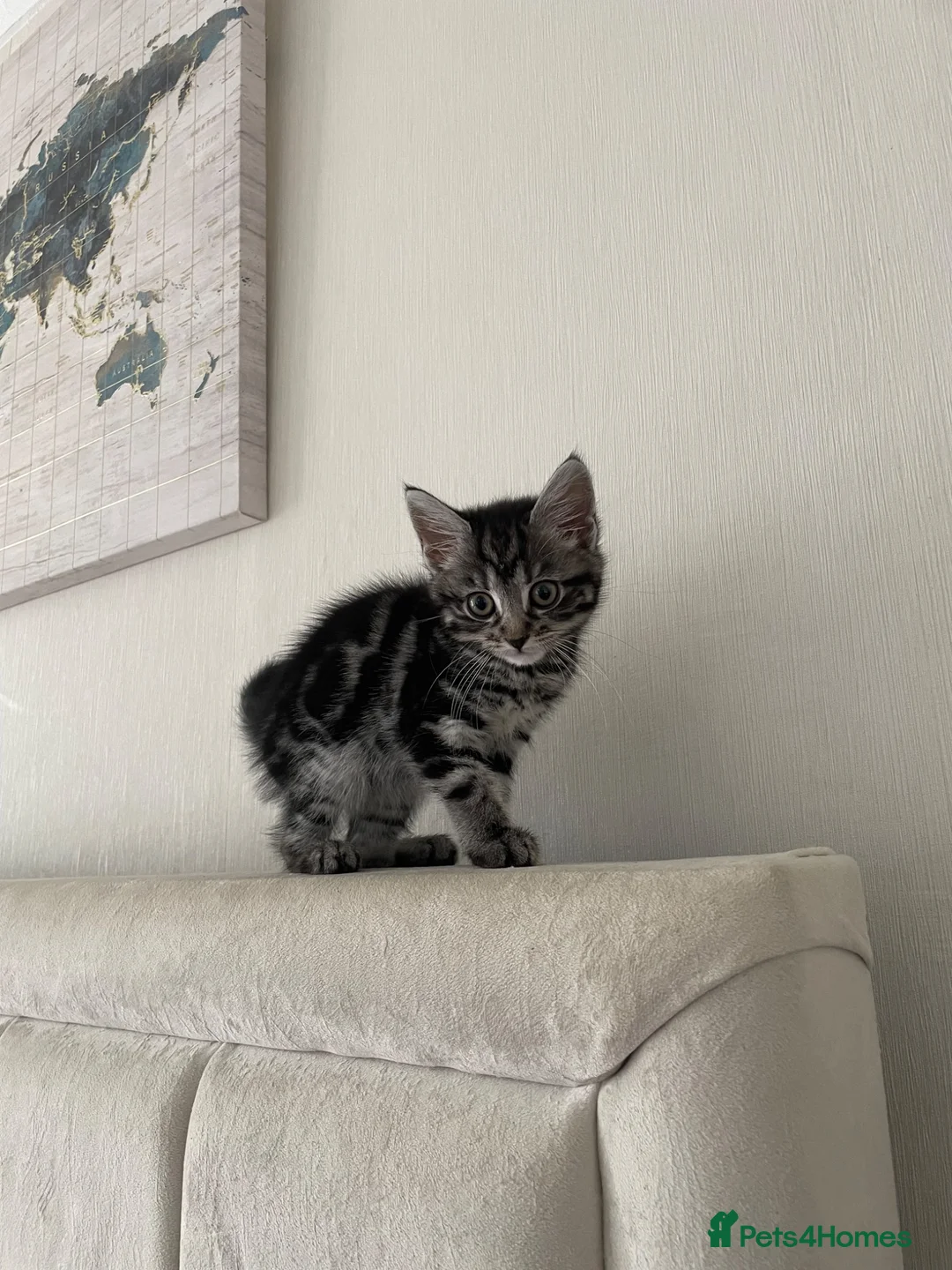 Mixed Breed cats for sale: Beautiful maine coon and marble kittens  in Bromley - Advert 1