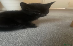 European cats for sale: Kittens for sale  - Image 6