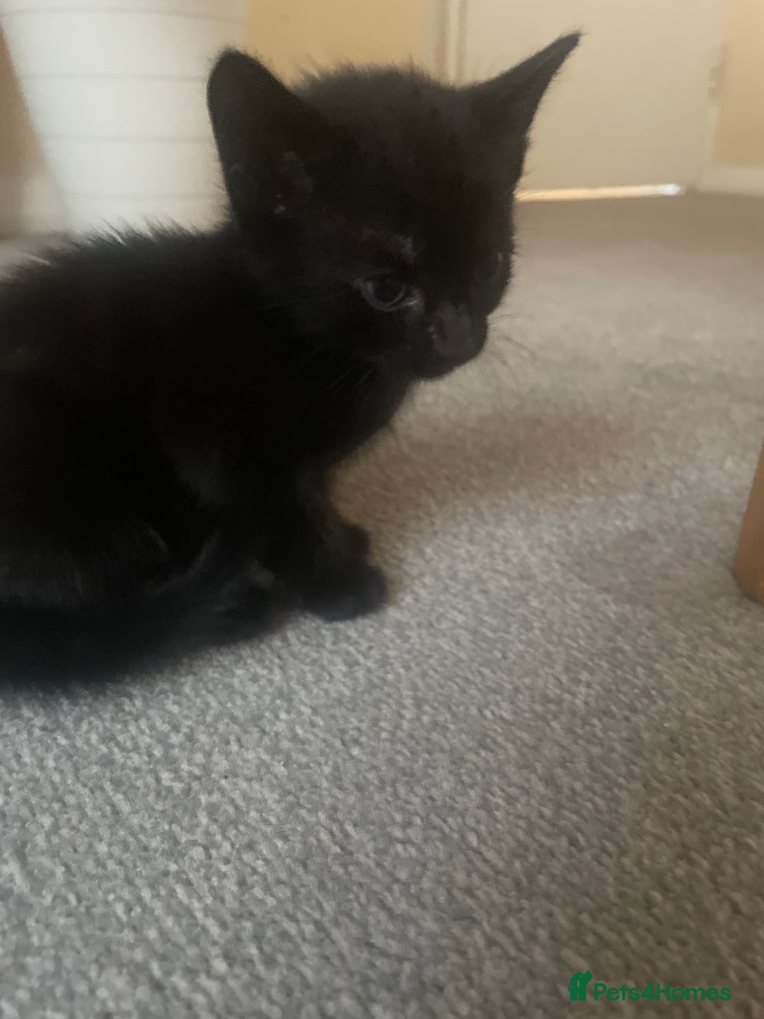 European cats for sale: Kittens for sale  - Image 6