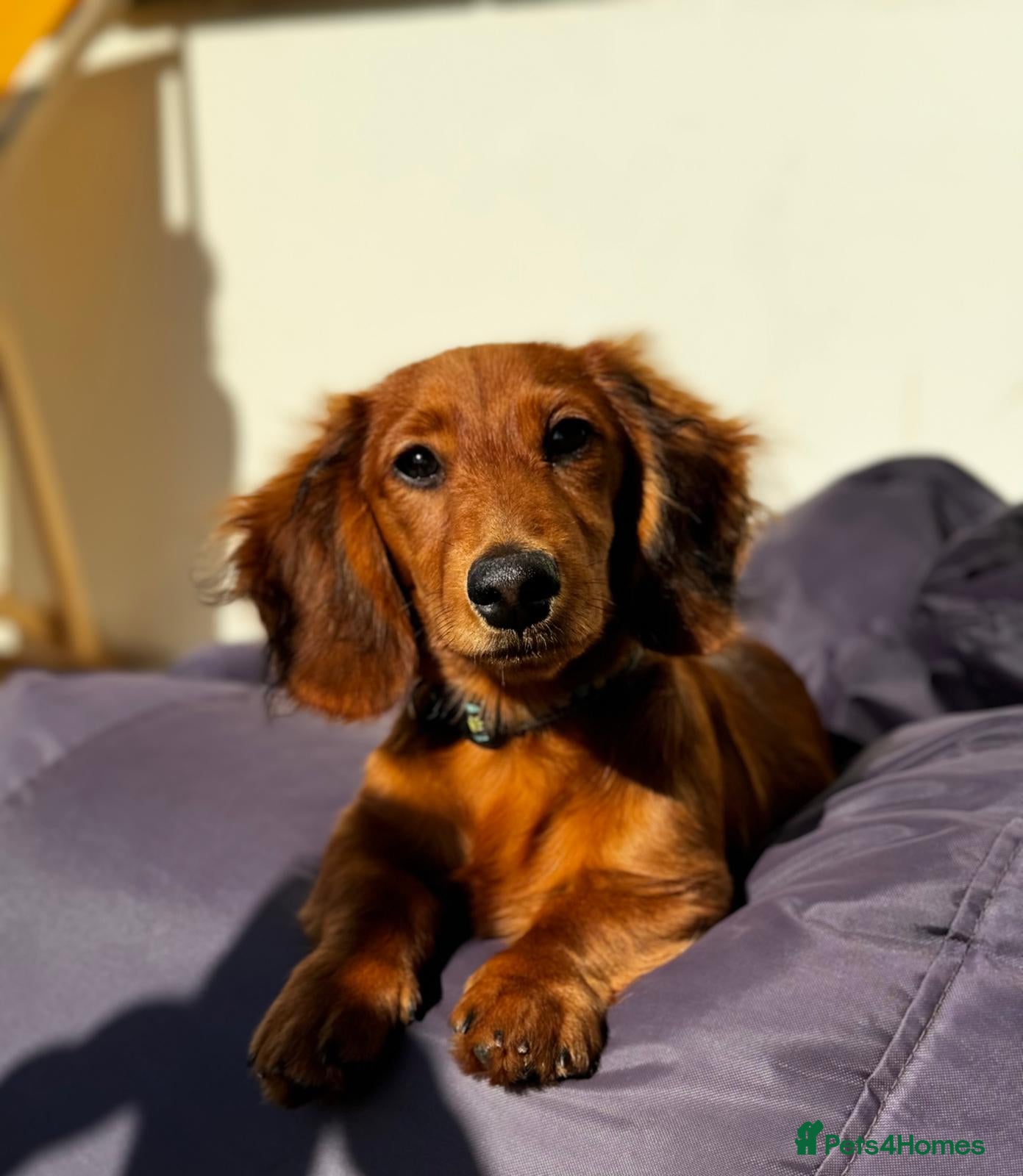 Mixed Breed dogs Long-haired Miniature Dachehund X Chipoo - Advert 1