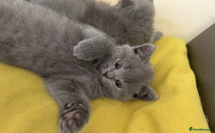 Scottish Fold cats - Advert 8