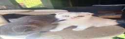 Scottish Fold cats for sale: Scottish fold/ British shorthair kittens  - Advert 19