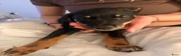 Mixed Breed dogs for sale: Creed - German shepmatian x Rottweiler puppy - Advert 5