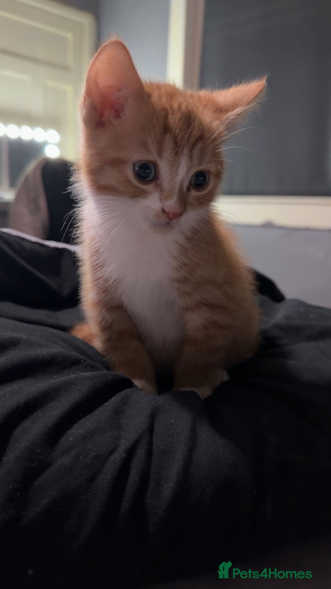 Domestic Shorthair cats kitten  - Advert 1