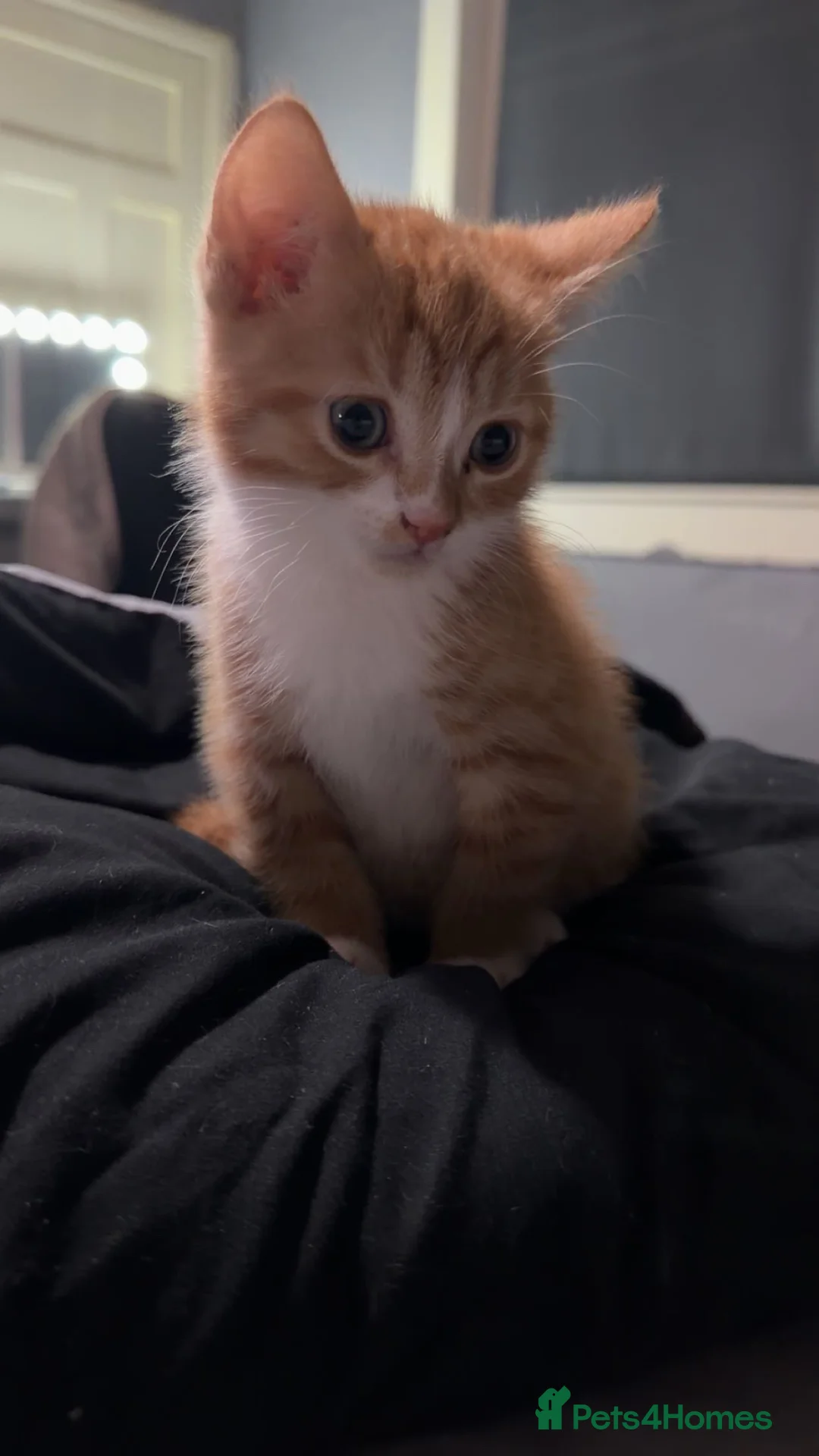 Domestic Shorthair cats for sale: kitten  - Advert 1