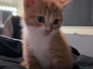 Domestic Shorthair cats kitten - Advert 1