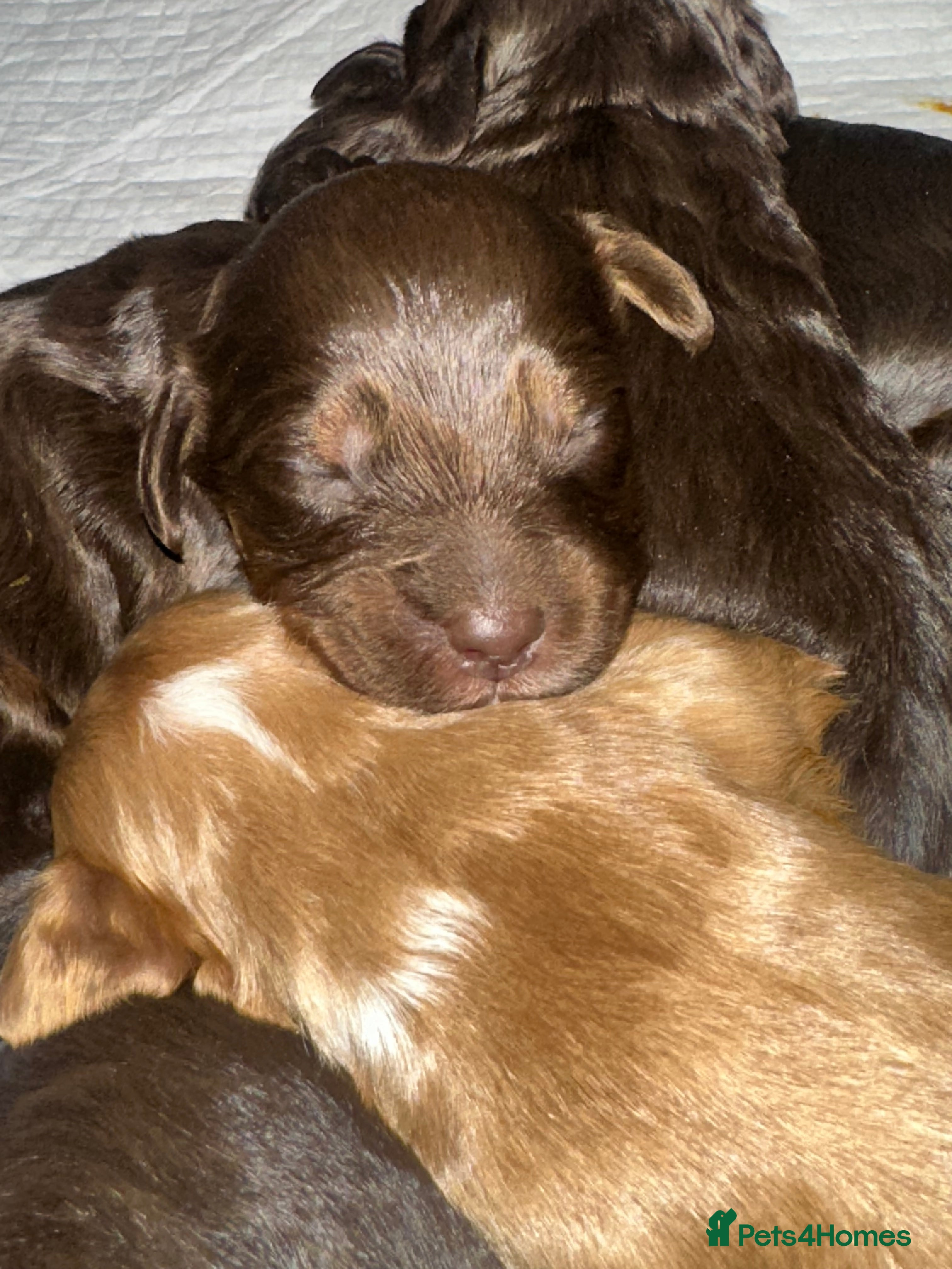 Poochon dogs Gorgeous Cockerpoochons  - Advert 8