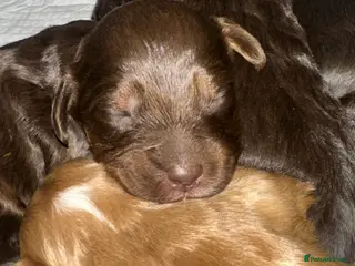 Poochon dogs Gorgeous Cockerpoochons - Advert 8