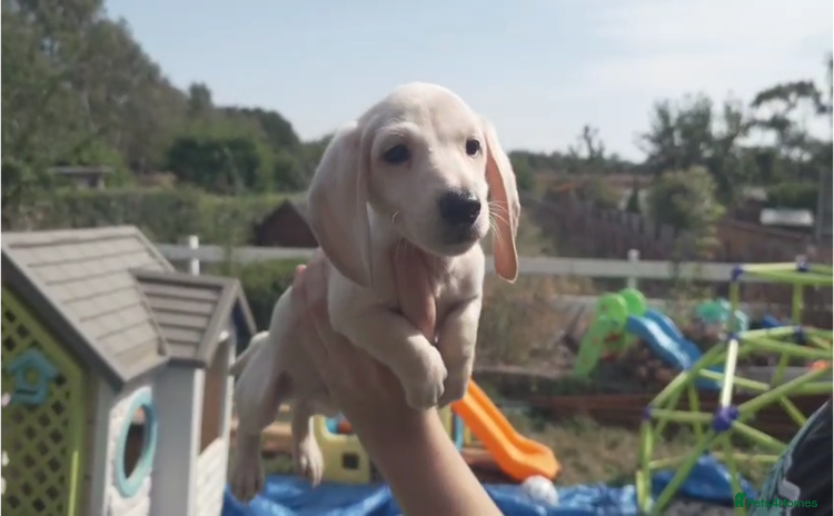 Miniature Dachshund dogs - Advert 9