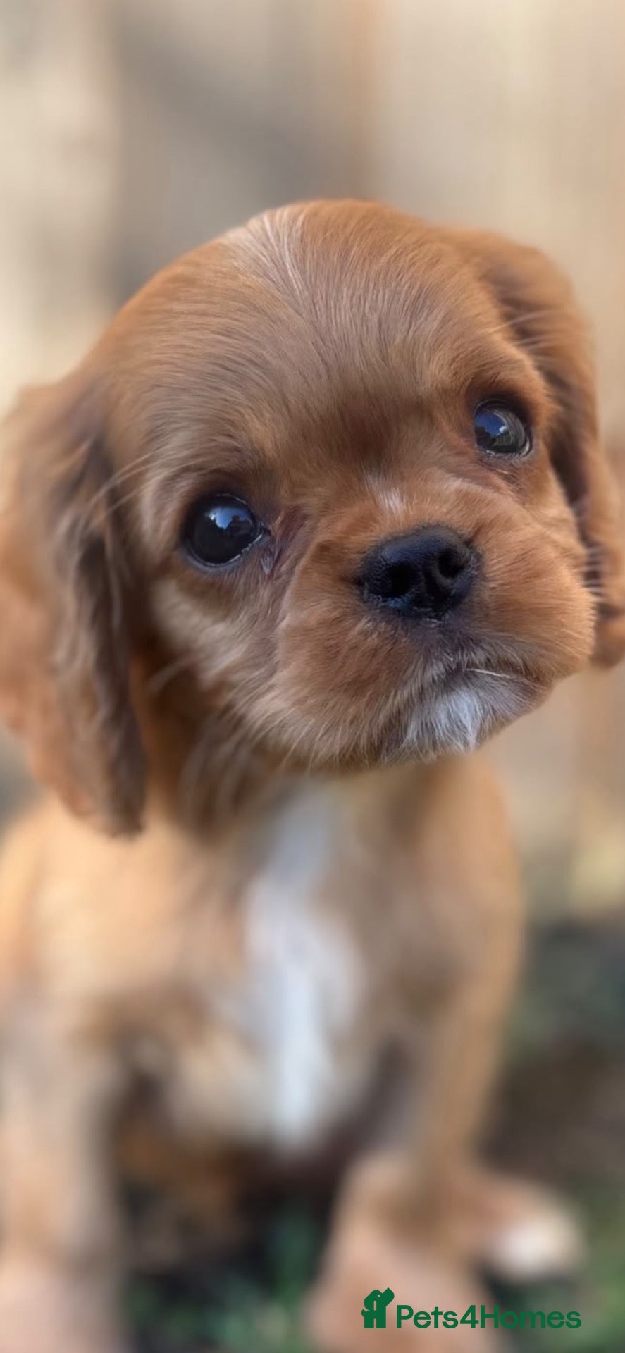 Cavalier King Charles Spaniel dogs KC registered Cavalier King Charles Spaniels  - Advert 2