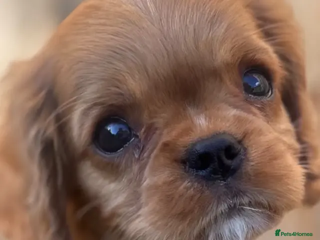 Cavalier King Charles Spaniel dogs KC registered Cavalier King Charles Spaniels - Advert 11