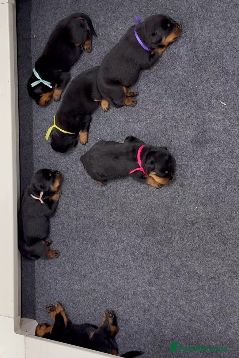 Rottweiler dogs for sale: Well socialised rottweiler pups for sale in Hatfield - Advert 7