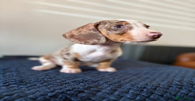 Dachshund dogs - Advert 2