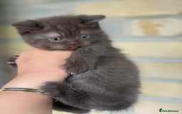 British Shorthair cats for sale: British rainbow shorthair kittens - Image 17