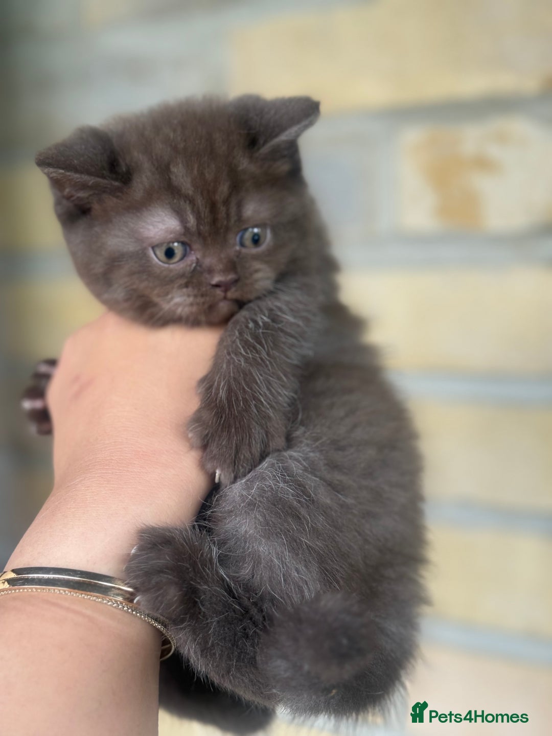 British Shorthair cats for sale: British rainbow shorthair kittens - Image 17