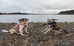 Mixed Breed dogs for adoption: FLOSSIE  - Advert 11