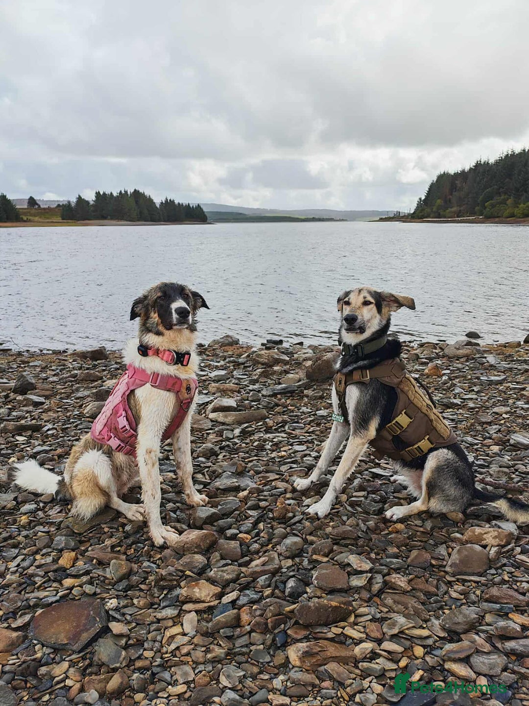 Mixed Breed dogs for adoption: FLOSSIE  - Advert 11