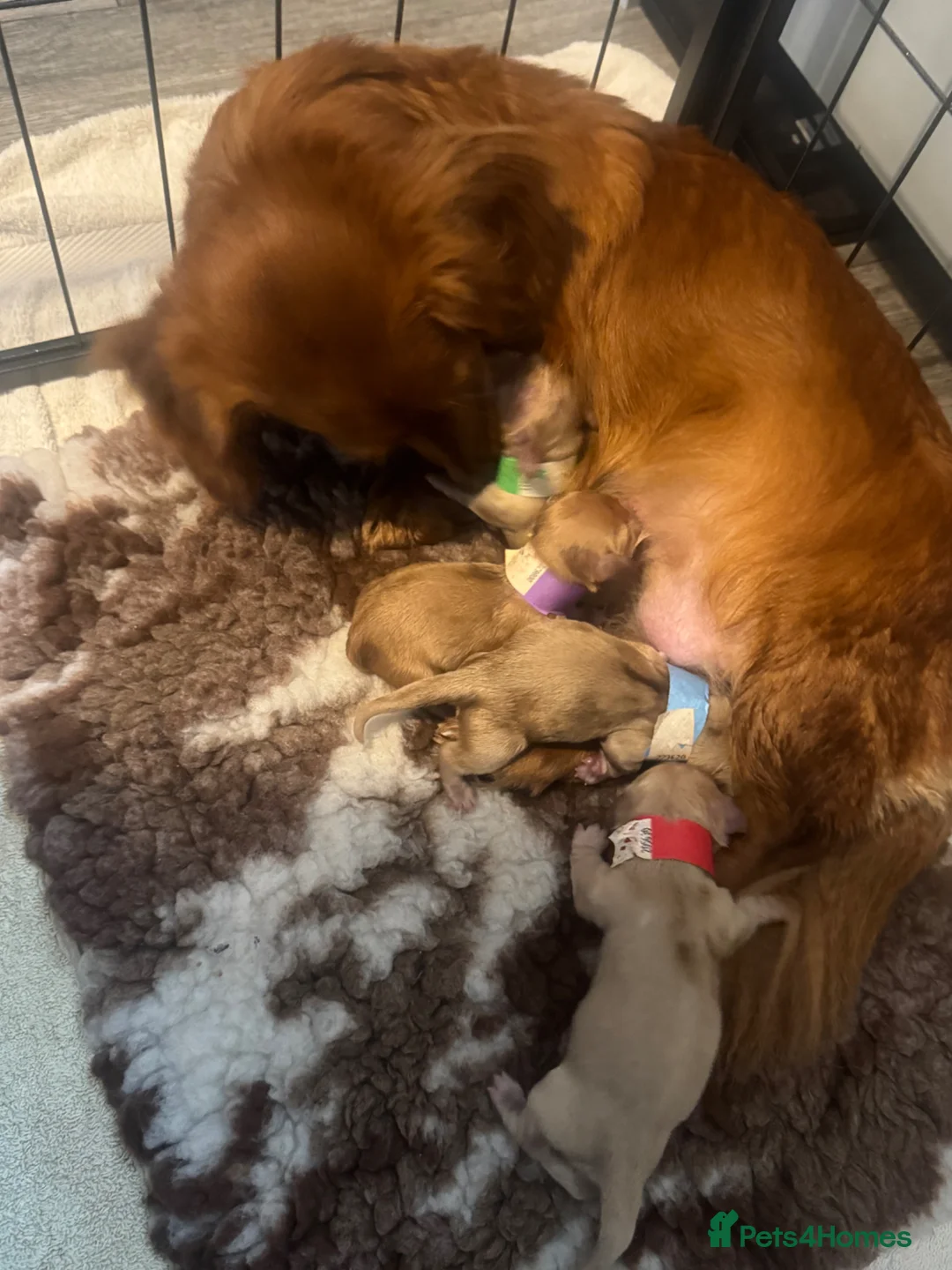 Miniature Dachshund dogs for sale: Beautiful cream long haired miniatures - Advert 2