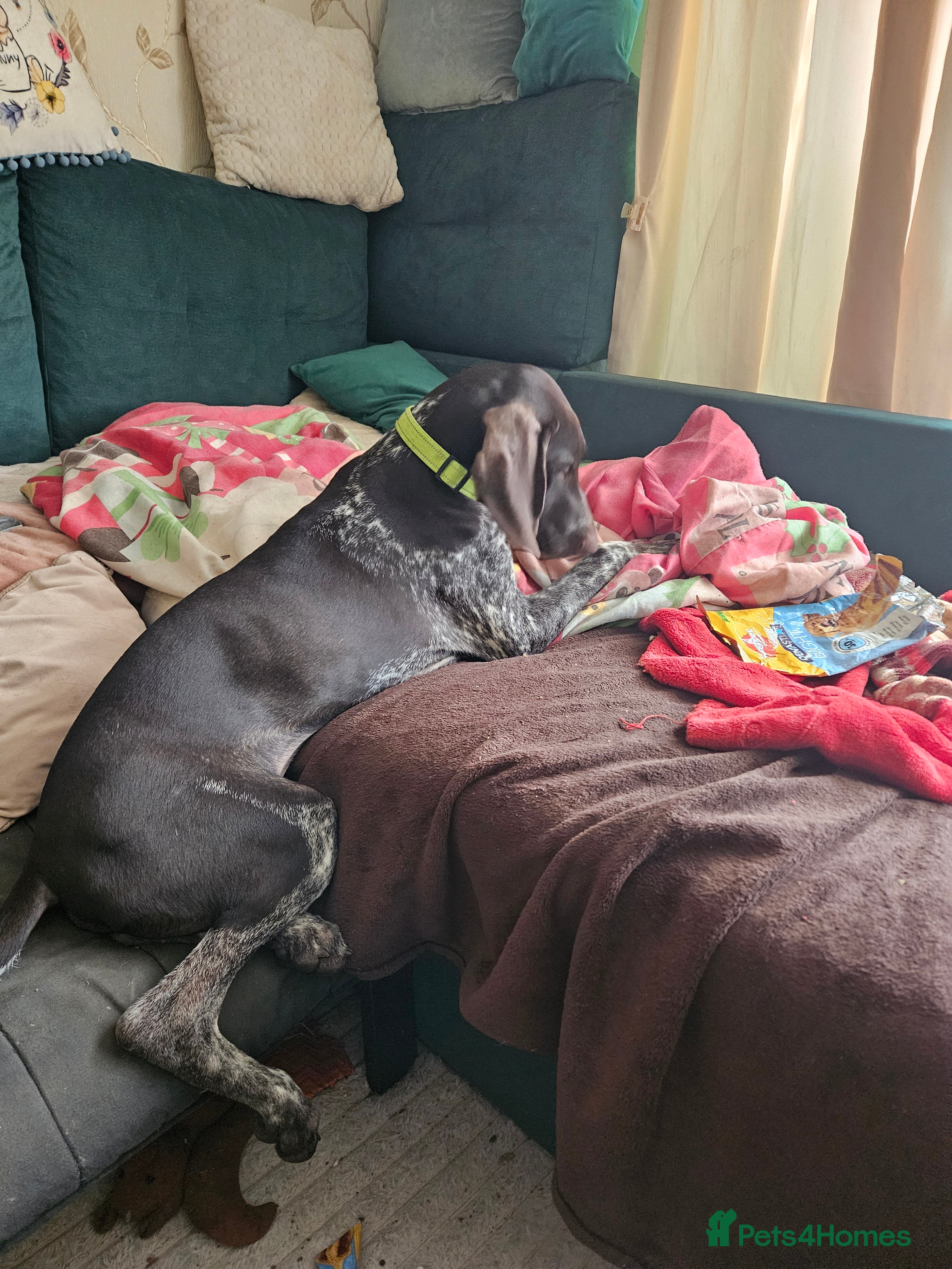 German Shorthaired Pointer dogs GSP puppy for sale  - Advert 4