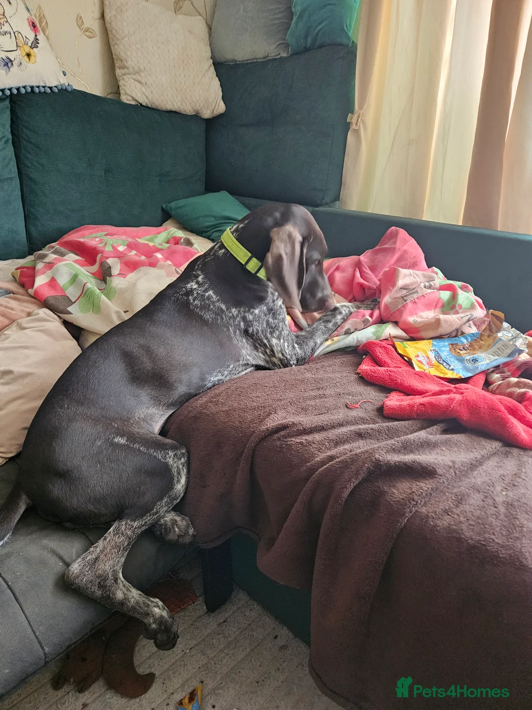 German Shorthaired Pointer dogs for sale: GSP puppy for sale  - Advert 2
