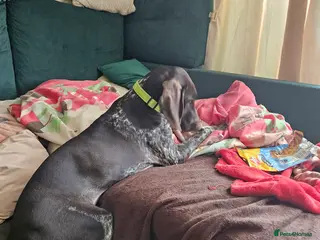 German Shorthaired Pointer dogs GSP puppy for sale - Advert 4