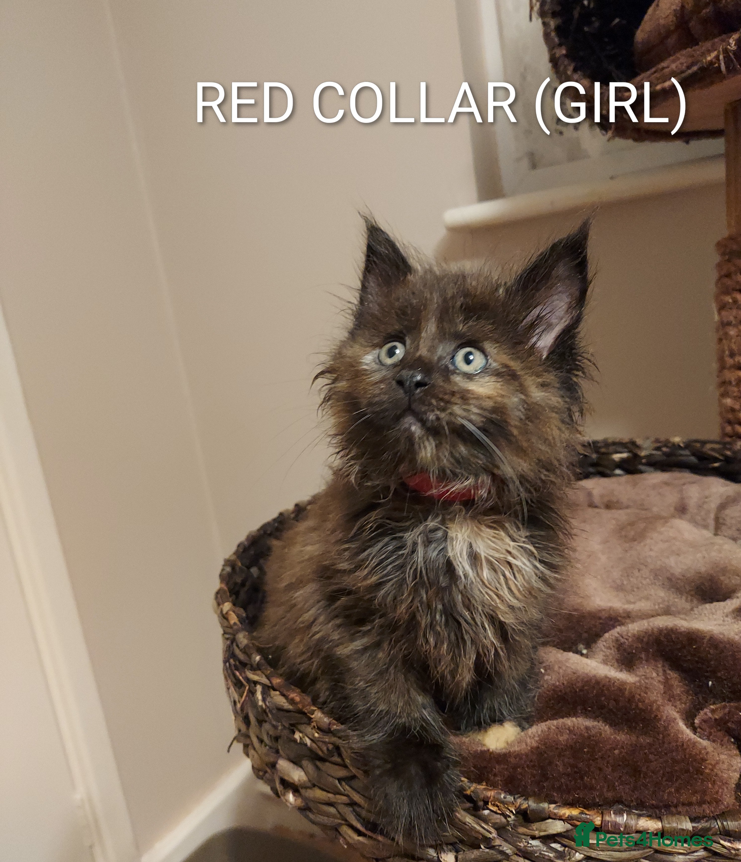 Maine Coon cats GREAT QUALITY MAINE COON KITTENS/DNA/GCCF  - Advert 6