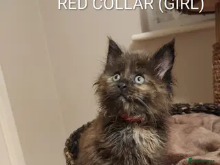 Maine Coon cats GREAT QUALITY MAINE COON KITTENS/DNA/GCCF - Advert 3