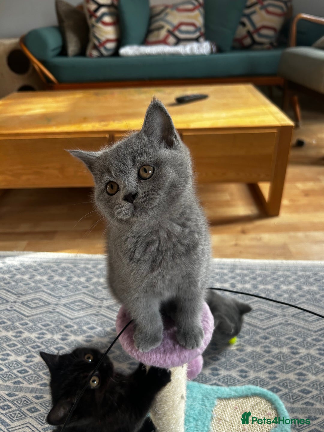 British Shorthair cats for sale: GCCF BSH show quality kittens  - Advert 7