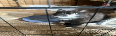 Mixed Breed Kitten 1