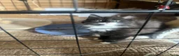Mixed Breed cats for sale: 2 black and white kittens - Advert 3