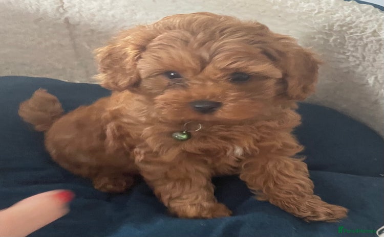 Cavapoo dogs - Advert 1