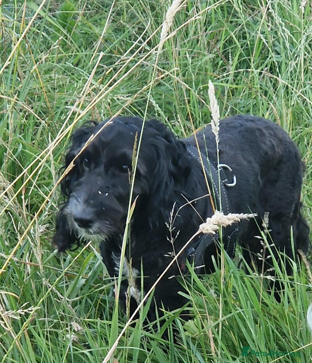 Cockapoo dogs for stud: PROVEN F1 Cockapoo STUD in Canterbury - Image 3