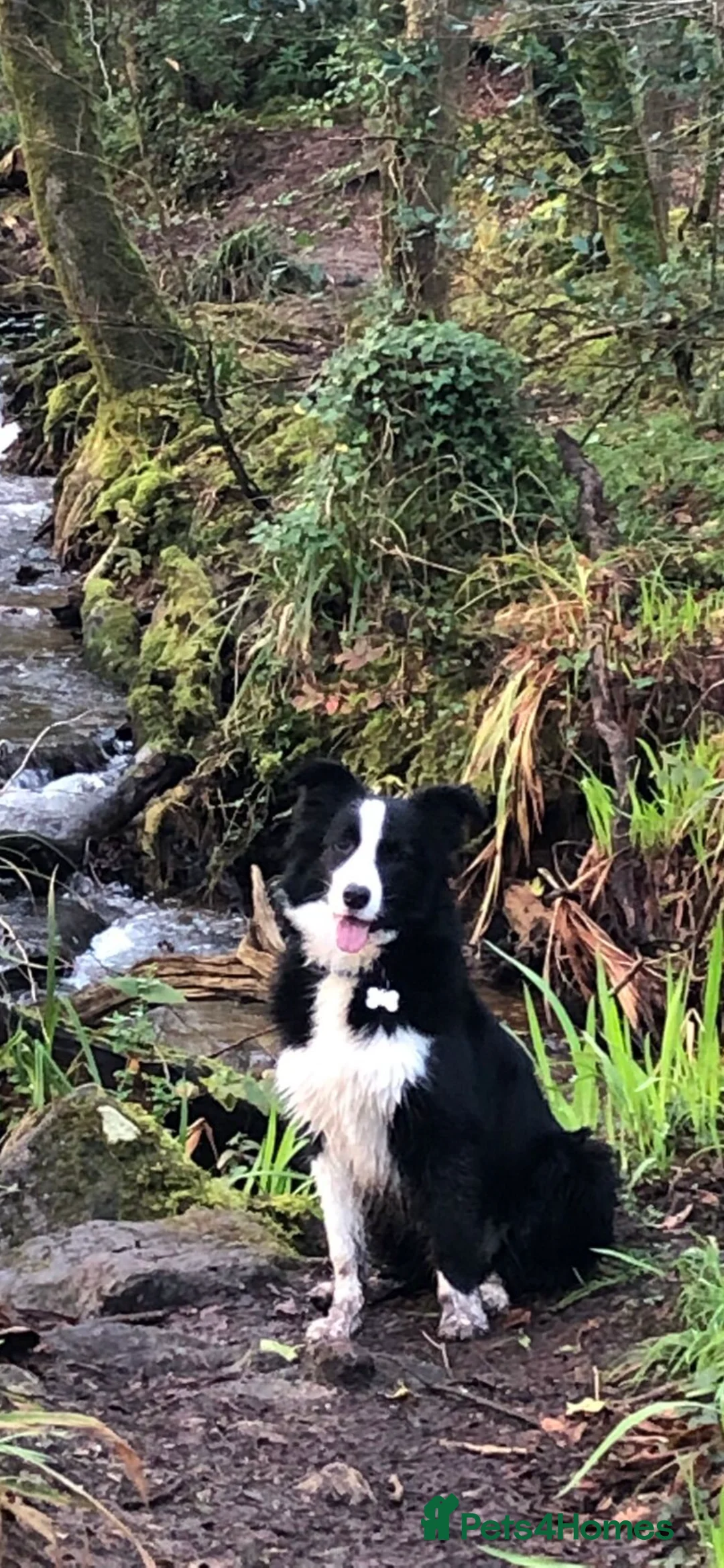 Border Collie dogs for sale: Exceptional KC Reg Border collie pups - Advert 10
