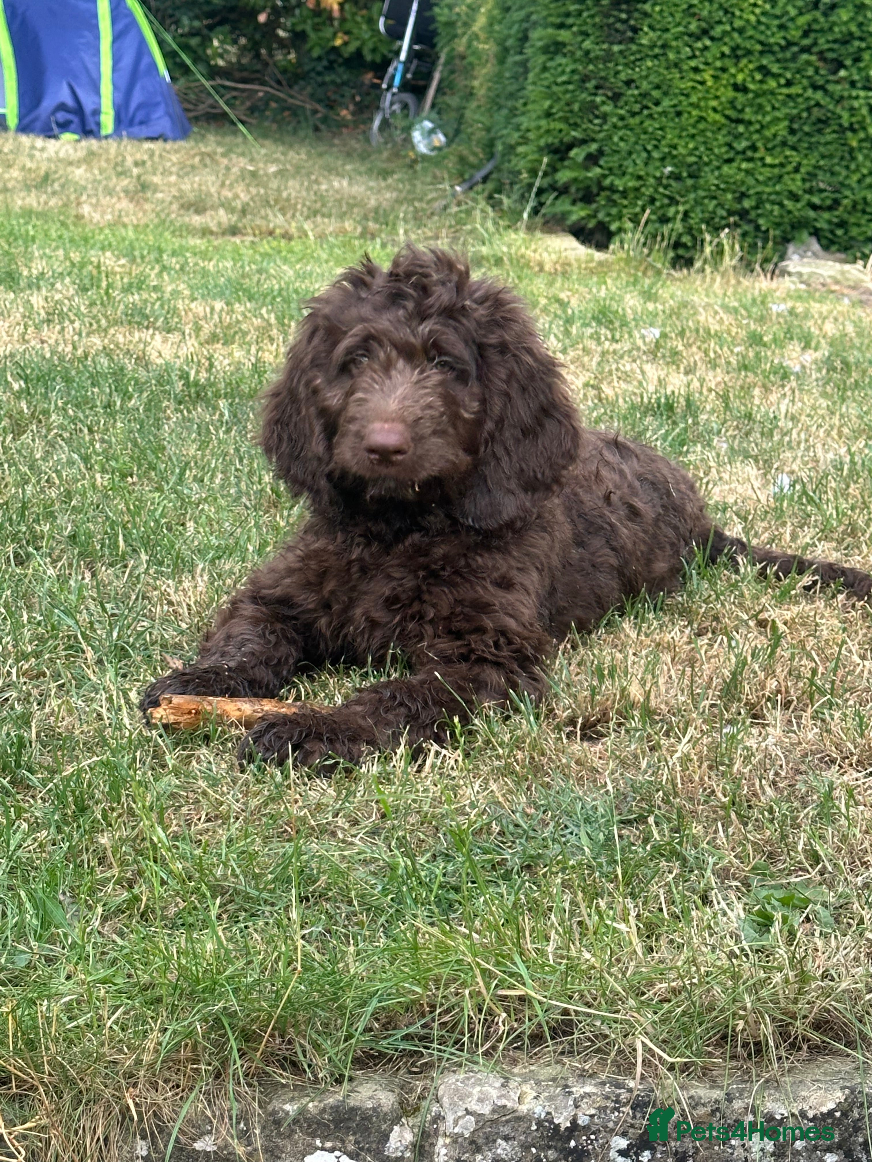 Saint Berdoodle dogs Premium St Berdoodle Puppies  - Advert 2