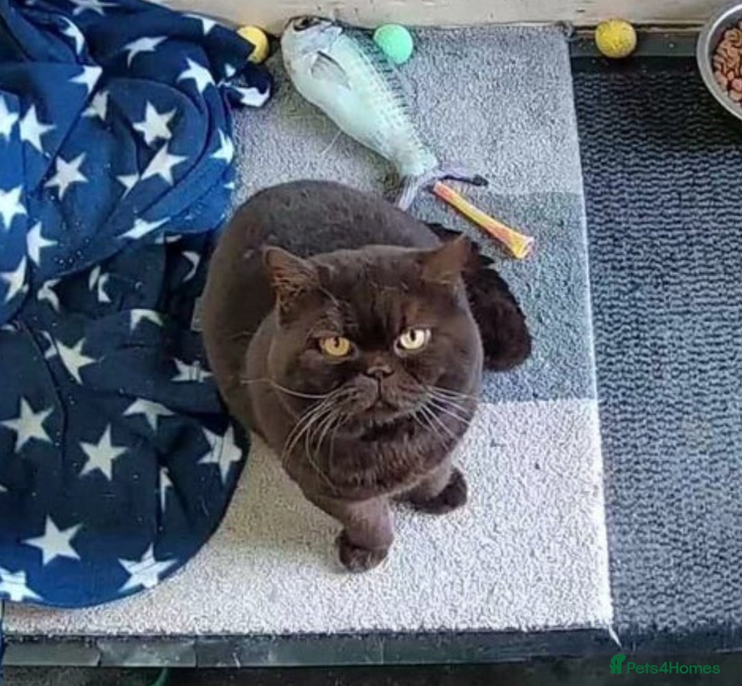 British Shorthair cats for sale: Belles Champion Bloodline BSH Kittens !! 😻 - Image 7