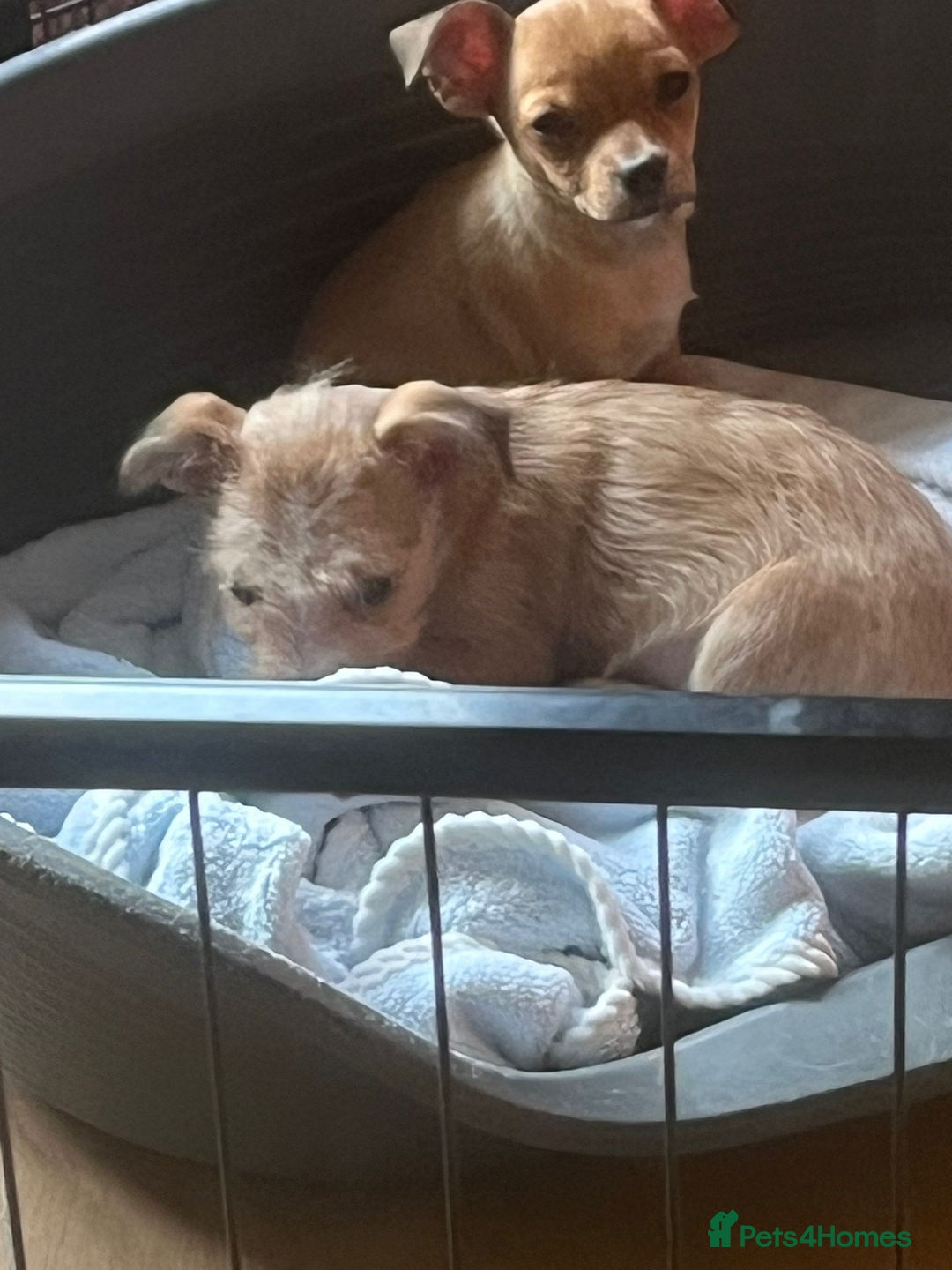 Chihuahua dogs for sale: Puppies  - Advert 5