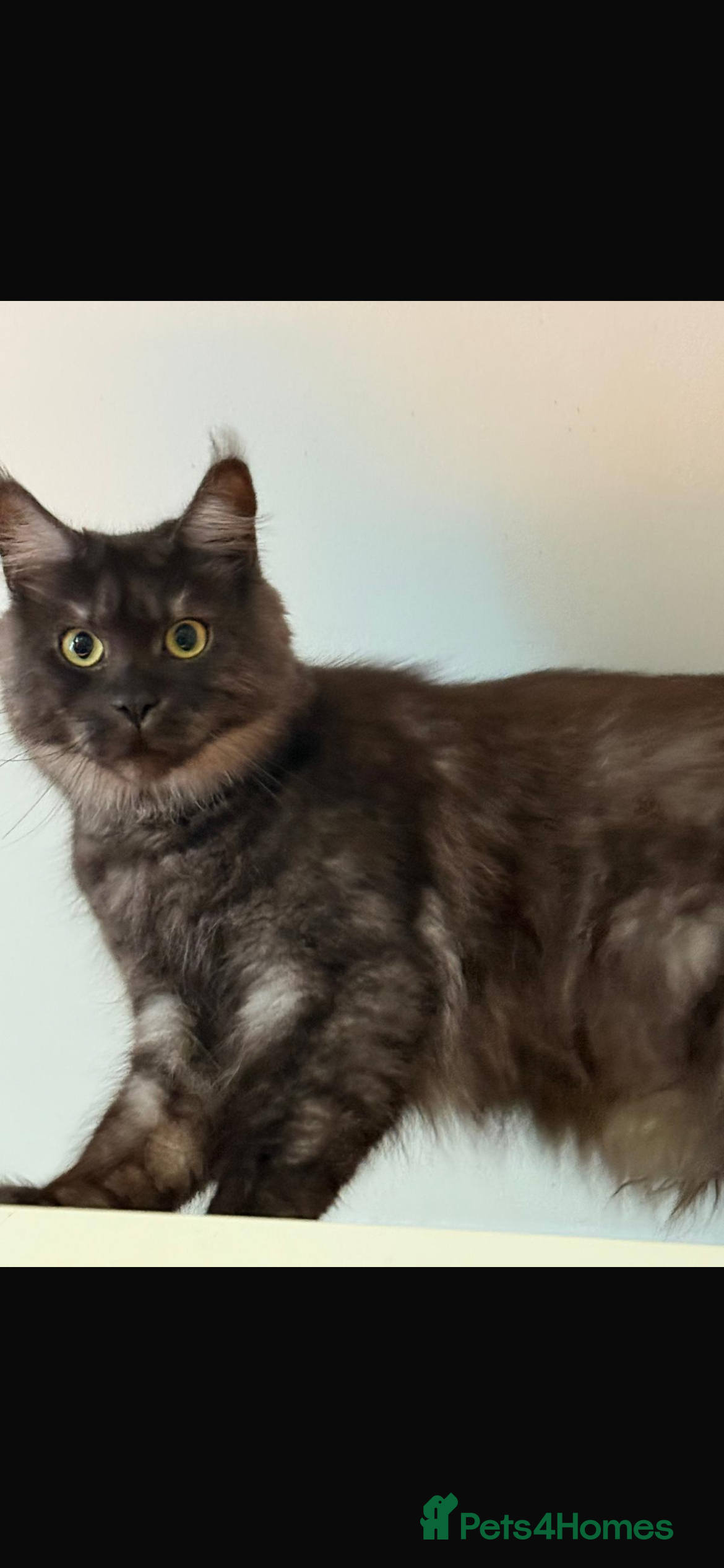 Maine Coon cats Maincoon queen  - Advert 1