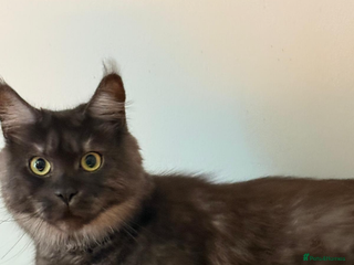 Maine Coon cats Maincoon queen - Advert 2