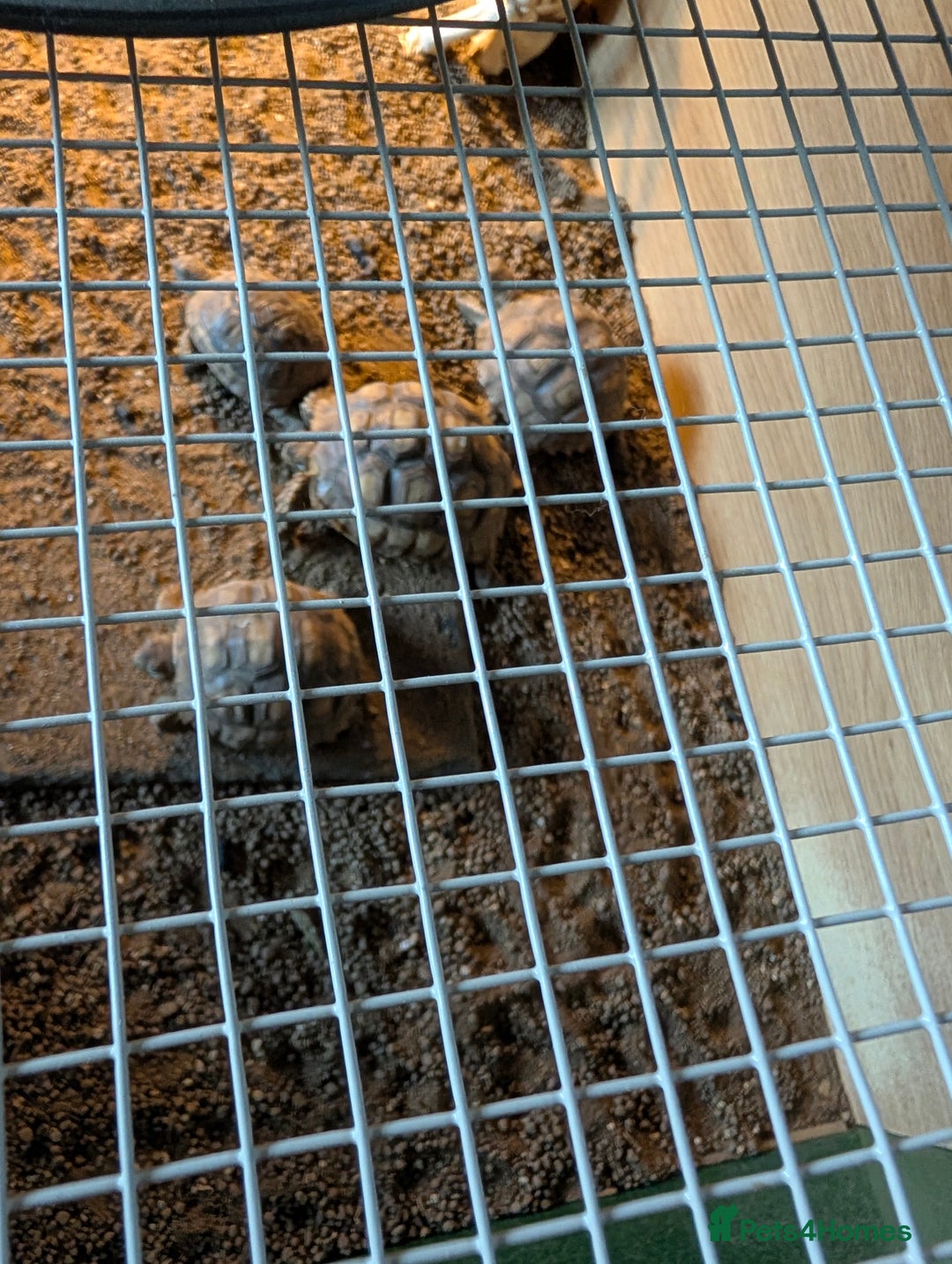 Tortoise reptiles for sale: Complete tortoise setup with 3 sulcutas - Image 4